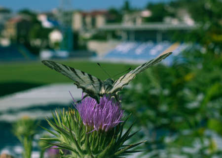 Beautiful butterfly sits on a flowerの写真素材