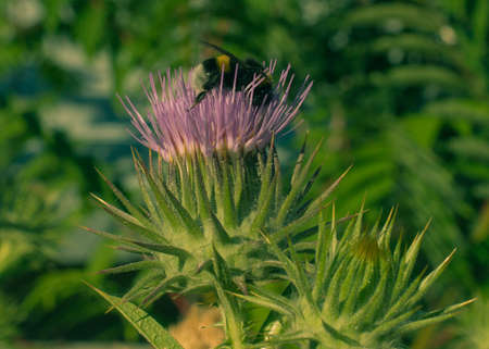 Bumblebee drinking nectar sitting on a flowerの写真素材