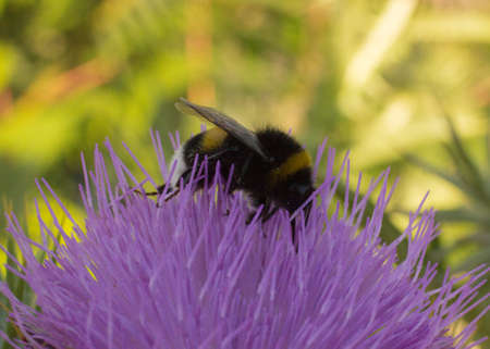Bumblebee drinking nectar sitting on a flowerの写真素材
