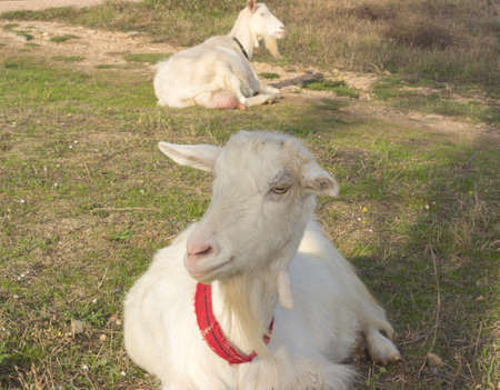 goat eating grassの写真素材