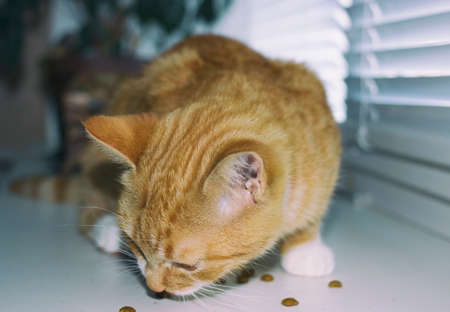 Beautiful red cat lies on its placeの写真素材