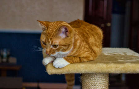 Beautiful and friendly and domestic red catの写真素材