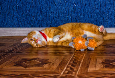 Home red cat plays with a toyの写真素材