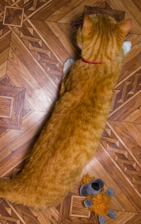 Domestic red cat plays with a toyの写真素材