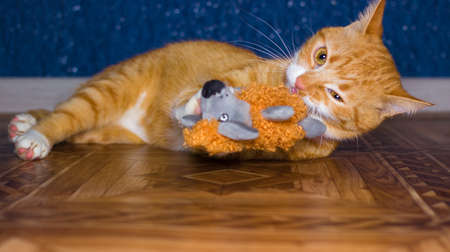 Domestic red cat plays with a toyの写真素材