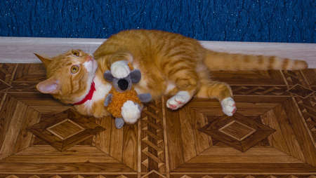 Domestic red cat plays with a toyの写真素材