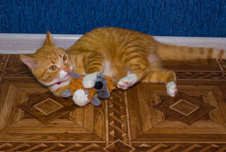 Domestic red cat plays with a toyの写真素材