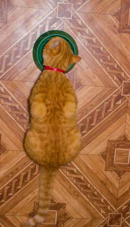 Domestic red cat eats foodの写真素材