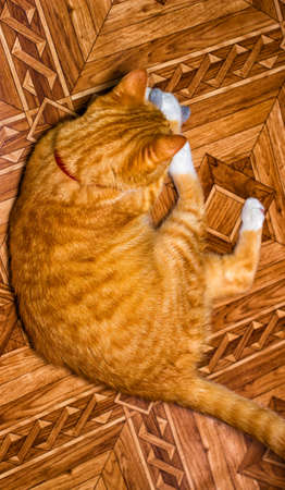 Home red cat plays with a toyの写真素材
