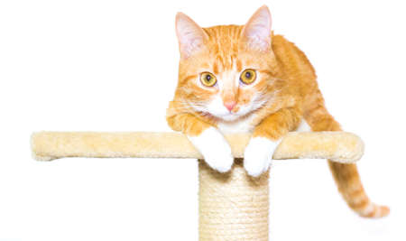 Home red cat on a white backgroundの写真素材