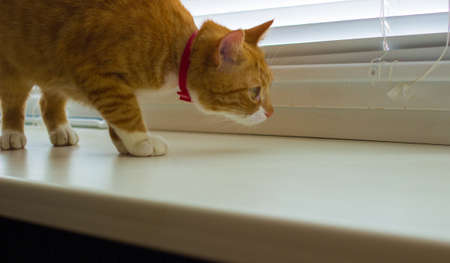 Cute domestic red cat on a sillの写真素材