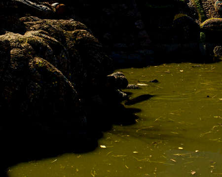 City pond Spring Summer Daylight