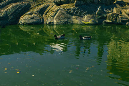 City pond Spring Summer Daylightの写真素材