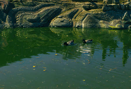 City pond Spring Summer Daylightの写真素材