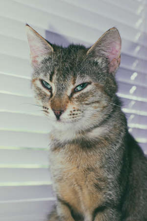 Beautiful friendly domestic cute catの写真素材