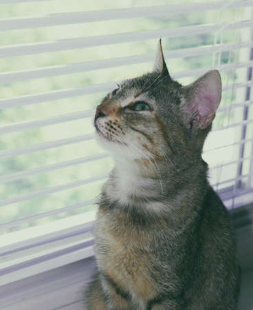 Beautiful friendly domestic cute catの写真素材
