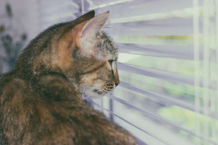 Funny cute cat at home, pet indoorの写真素材