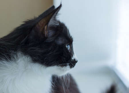 Cute domestic cat on a sillの写真素材