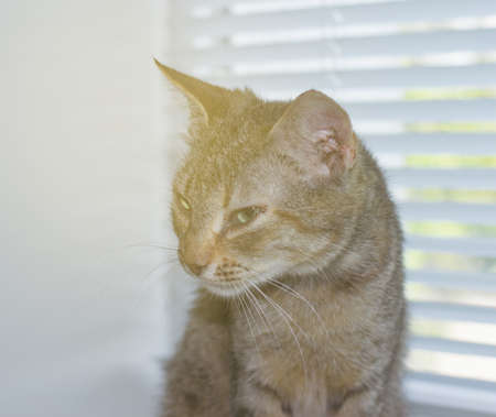 Cute domestic cat on a sillの写真素材