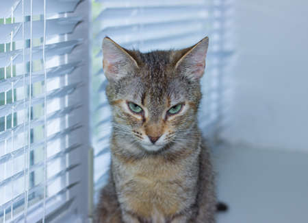 Beautiful friendly domestic cute catの写真素材