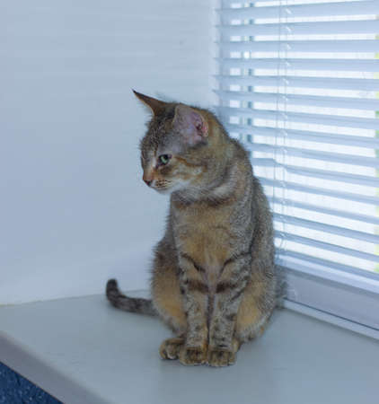 Beautiful friendly domestic cute catの写真素材