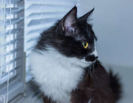 Beautiful friendly domestic cute catの写真素材