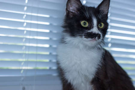Beautiful friendly domestic cute catの写真素材