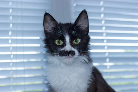 Beautiful friendly domestic cute catの写真素材