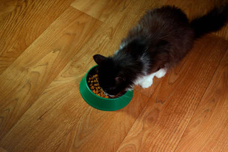 Domestic cute cat eats foodの写真素材