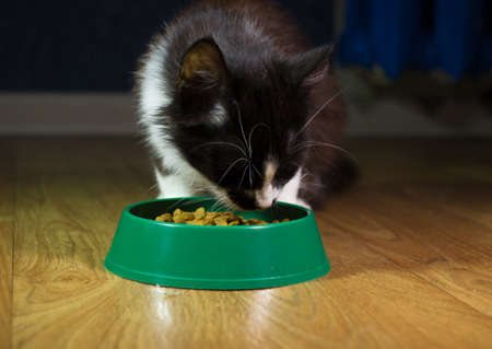 Domestic cute cat eats foodの写真素材