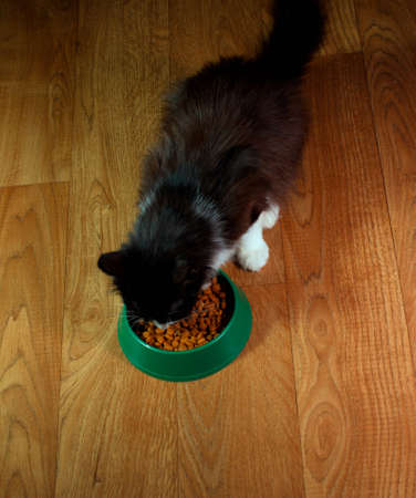 Domestic cute cat eats foodの写真素材