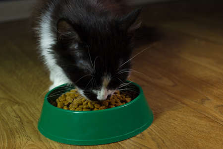 Domestic cute cat eats foodの写真素材