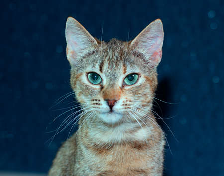 Beautiful friendly domestic cute catの写真素材