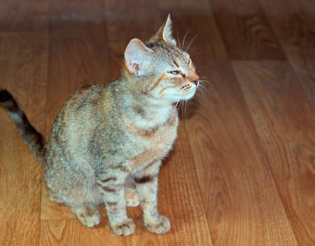 Beautiful friendly domestic cute catの写真素材