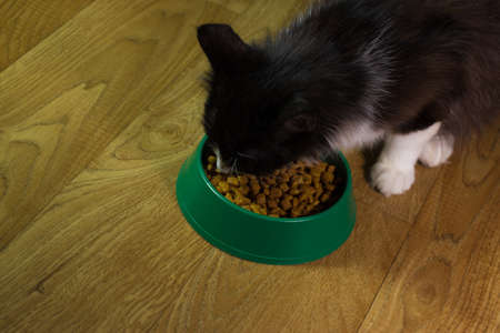 Domestic cute cat eats foodの写真素材