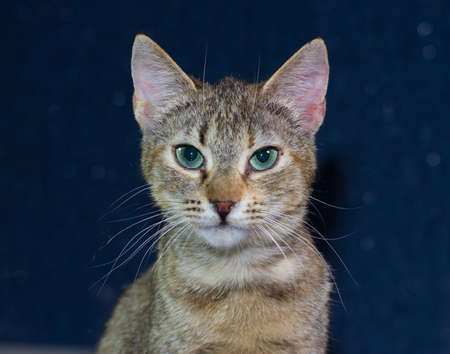 Beautiful friendly domestic cute catの写真素材