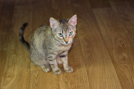 Beautiful friendly domestic cute catの写真素材