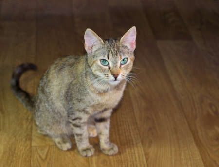 Beautiful friendly domestic cute catの写真素材