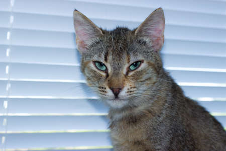 Beautiful friendly domestic cute catの写真素材