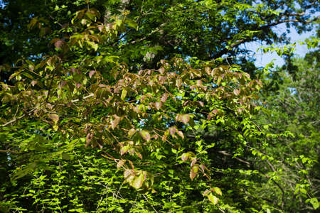Beautiful green forest, summer nature