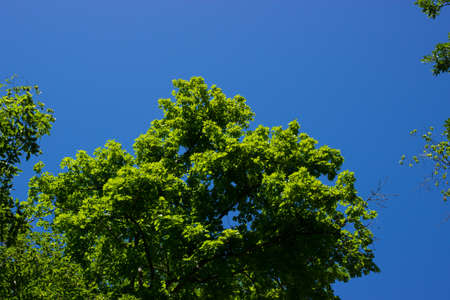 Beautiful green forest, summer nature
