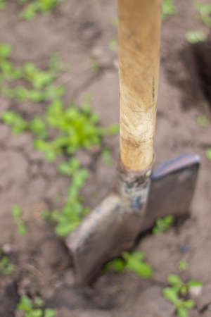 A shovel with a wooden handle stands in the ground. Digging a vegetable garden and gardening in the...