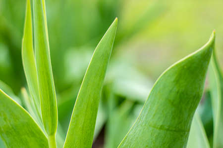 Background of large green leaves close-up subtext.