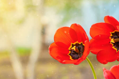Red tulips bloom in the garden.