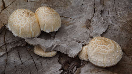 on the stump of a poplar grew up unknown mushroomsの写真素材