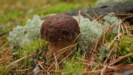 white fungus in Siberiaの写真素材
