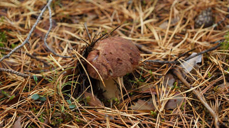 white fungus in Siberiaの写真素材
