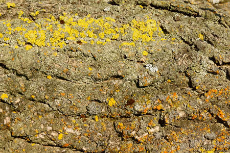 The texture of the tree trunk covered with moss of different colorsの写真素材