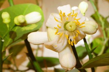 The branch of citrus tree with flowerの写真素材