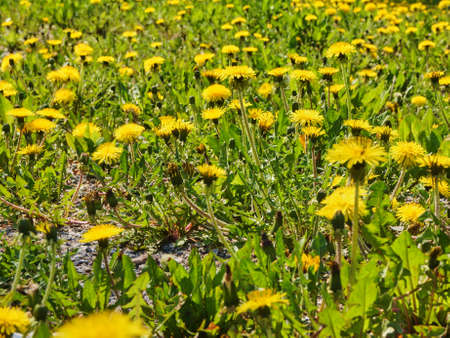 meadow of dandelionsの写真素材